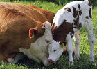 Стельность коров в Томской области можно будет определять на ранних сроках 